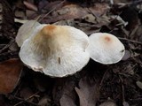 Lepiota cristata image