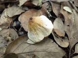 Lepiota cristata image