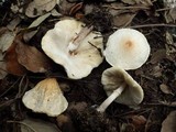 Lepiota cristata image