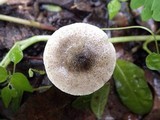 Lepiota grangei image