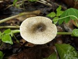Lepiota grangei image