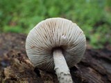 Lepiota grangei image