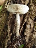 Lepiota grangei image