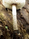 Lepiota grangei image