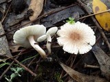 Lepiota lilacea image