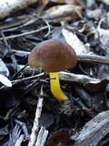 Pluteus romellii image