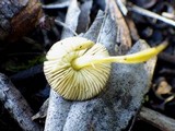 Pluteus romellii image