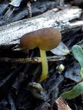 Pluteus romellii image