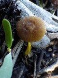 Pluteus romellii image