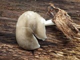 Pluteus salicinus image