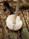 Pluteus nanus image