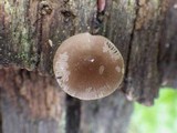 Pluteus nanus image