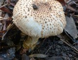 Echinoderma asperum image