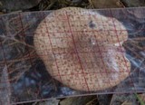 Echinoderma asperum image
