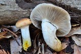 Gomphidius oregonensis image