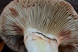 Gomphidius oregonensis image