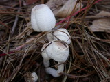 Leucocoprinus cepistipes image