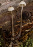 Mycena galopus var. galopus image