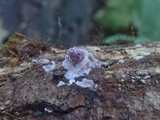 Chondrostereum purpureum image