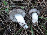 Tricholoma atrosquamosum image