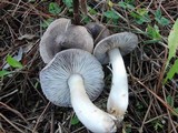 Tricholoma virgatum image