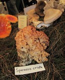 Sparassis americana image
