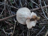 Clitocybe rivulosa image