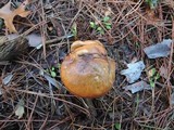 Suillus luteus image