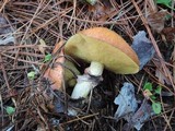 Suillus luteus image