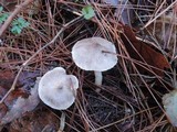 Tricholoma argyraceum image