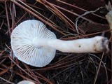 Tricholoma argyraceum image