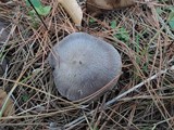Tricholoma terreum image