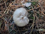 Tricholoma portentosum image