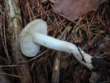 Tricholoma portentosum image