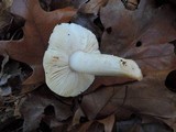 Tricholoma subresplendens image