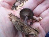 Arrhenia epichysium image