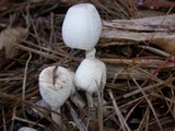 Leucocoprinus cepistipes image