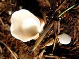 Crepidotus applanatus image