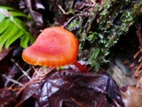 Hygrocybe miniata image