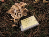 Lyophyllum decastes image