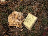 Lyophyllum decastes image