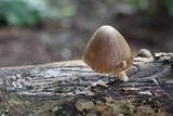 Pluteus longistriatus image