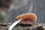 Pluteus longistriatus image