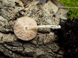 Pluteus nanus image