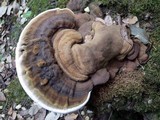 Ganoderma adspersum image