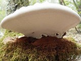 Ganoderma adspersum image