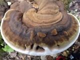 Ganoderma adspersum image