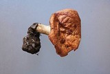 Polyporus tuberaster image