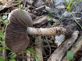 Agaricus lanipes image
