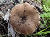 Agaricus lanipes image